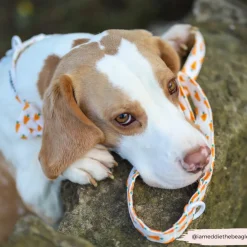 Cocopup Collars | Puppy Leads & Collars-Easter Carrot COLLAR