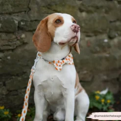 Cocopup Collars | Puppy Leads & Collars-Easter Carrot COLLAR