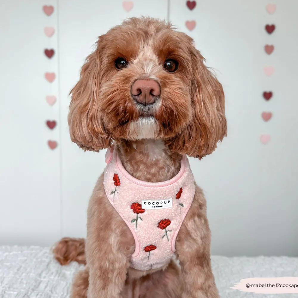 Cocopup Adjustable Harness Bundles-Embroidered Roses Teddy Adjustable Neck Harness, Lead & Collar Bundle
