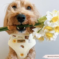 Cocopup Adjustable Harness Bundles-Embroidered Woodland Walkies Adjustable Neck Harness, Lead & Collar Bundle