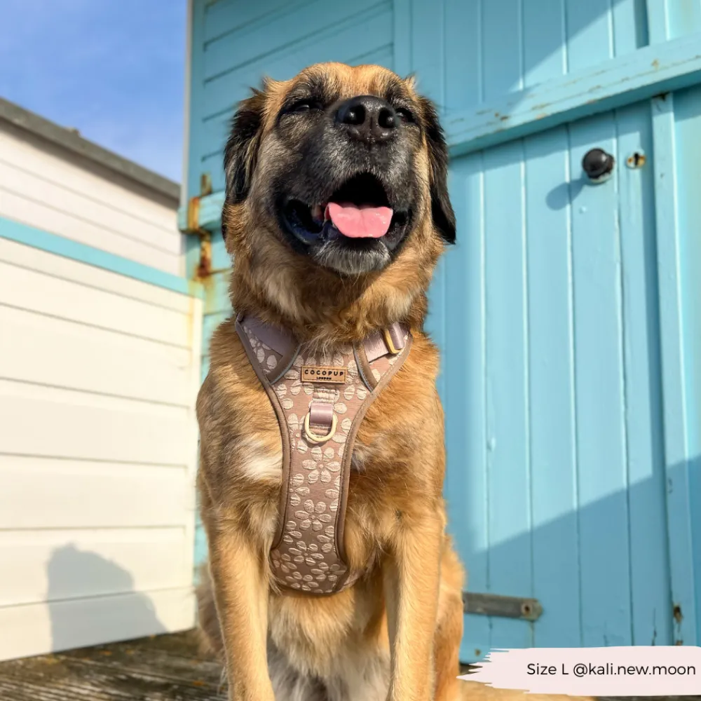 Cocopup Cocopup Explore Harnesses ⛰️-Explore Harness - Mocha Flower