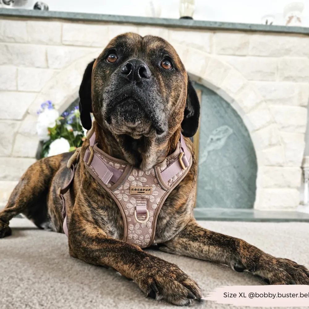 Cocopup Cocopup Explore Harnesses ⛰️-Explore Harness - Mocha Flower