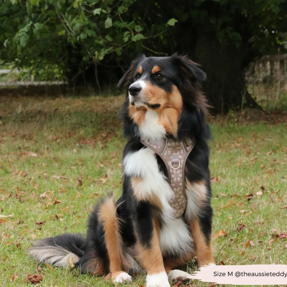 Cocopup Cocopup Explore Harnesses ⛰️-Explore Harness - Mocha Flower