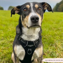 Cocopup Adjustable Neck Harnesses | Cocopup Explore Harnesses ⛰️-Explore Harness - NAKD Liquorice