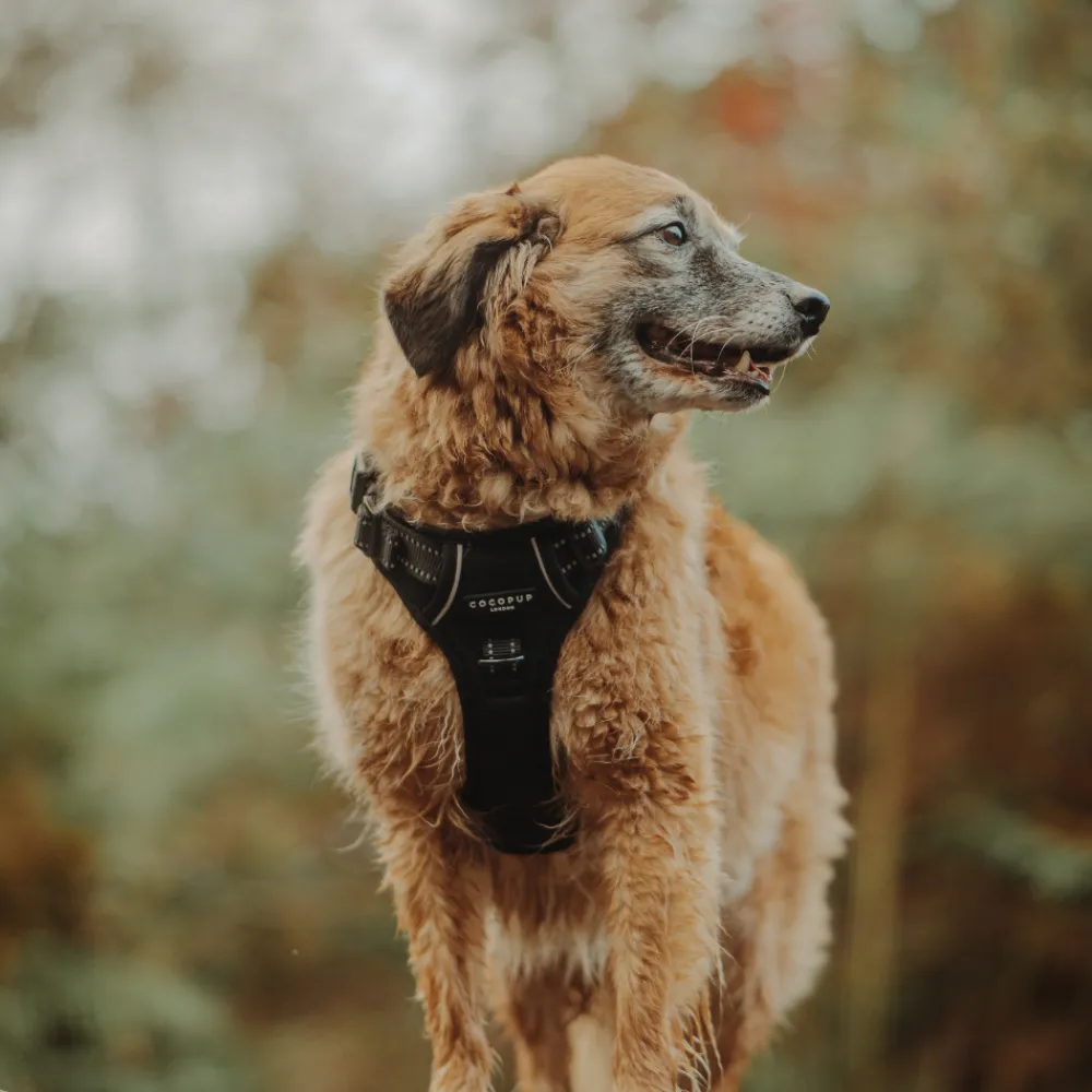 Cocopup Adjustable Neck Harnesses | Cocopup Explore Harnesses ⛰️-Explore Harness - NAKD Liquorice