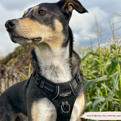 Cocopup Adjustable Neck Harnesses | Cocopup Explore Harnesses ⛰️-Explore Harness - NAKD Liquorice