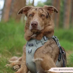 Cocopup Adjustable Neck Harnesses | Cocopup Explore Harnesses ⛰️-Explore Harness - Sage Tweed