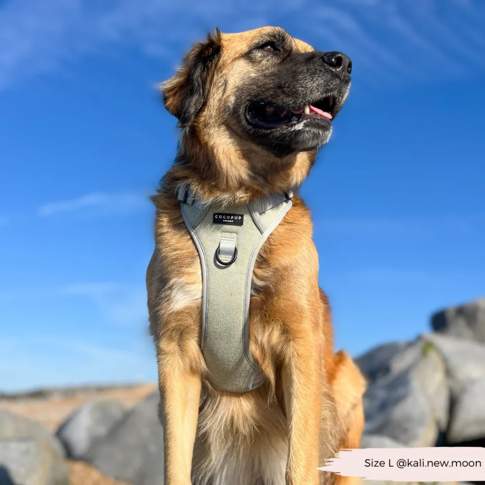 Cocopup Adjustable Neck Harnesses | Cocopup Explore Harnesses ⛰️-Explore Harness - Sage Tweed