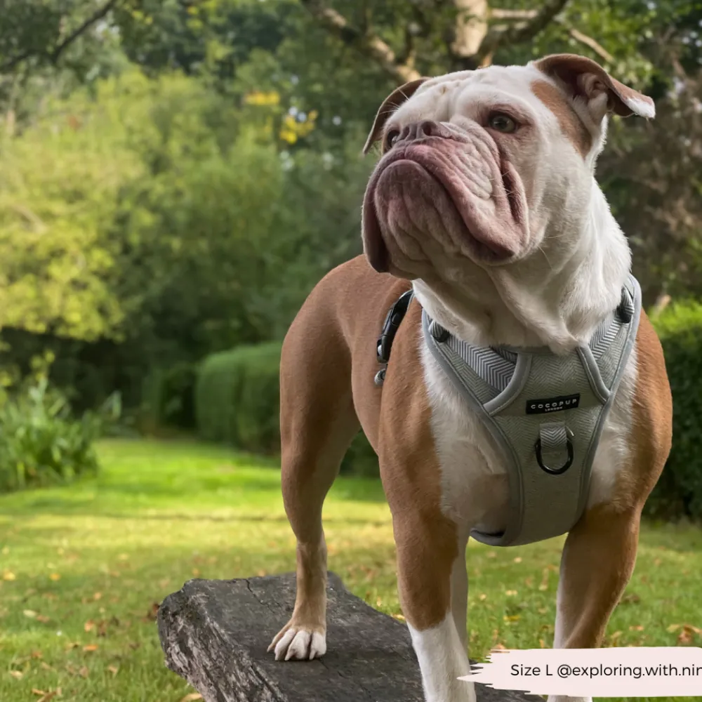 Cocopup Adjustable Neck Harnesses | Cocopup Explore Harnesses ⛰️-Explore Harness - Sage Tweed