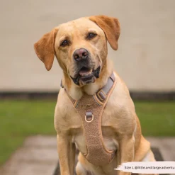 Cocopup Adjustable Neck Harnesses | Cocopup Explore Harnesses ⛰️-Explore Harness - Teddy Rupert