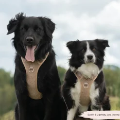 Cocopup Adjustable Neck Harnesses | Cocopup Explore Harnesses ⛰️-Explore Harness - Teddy Rupert