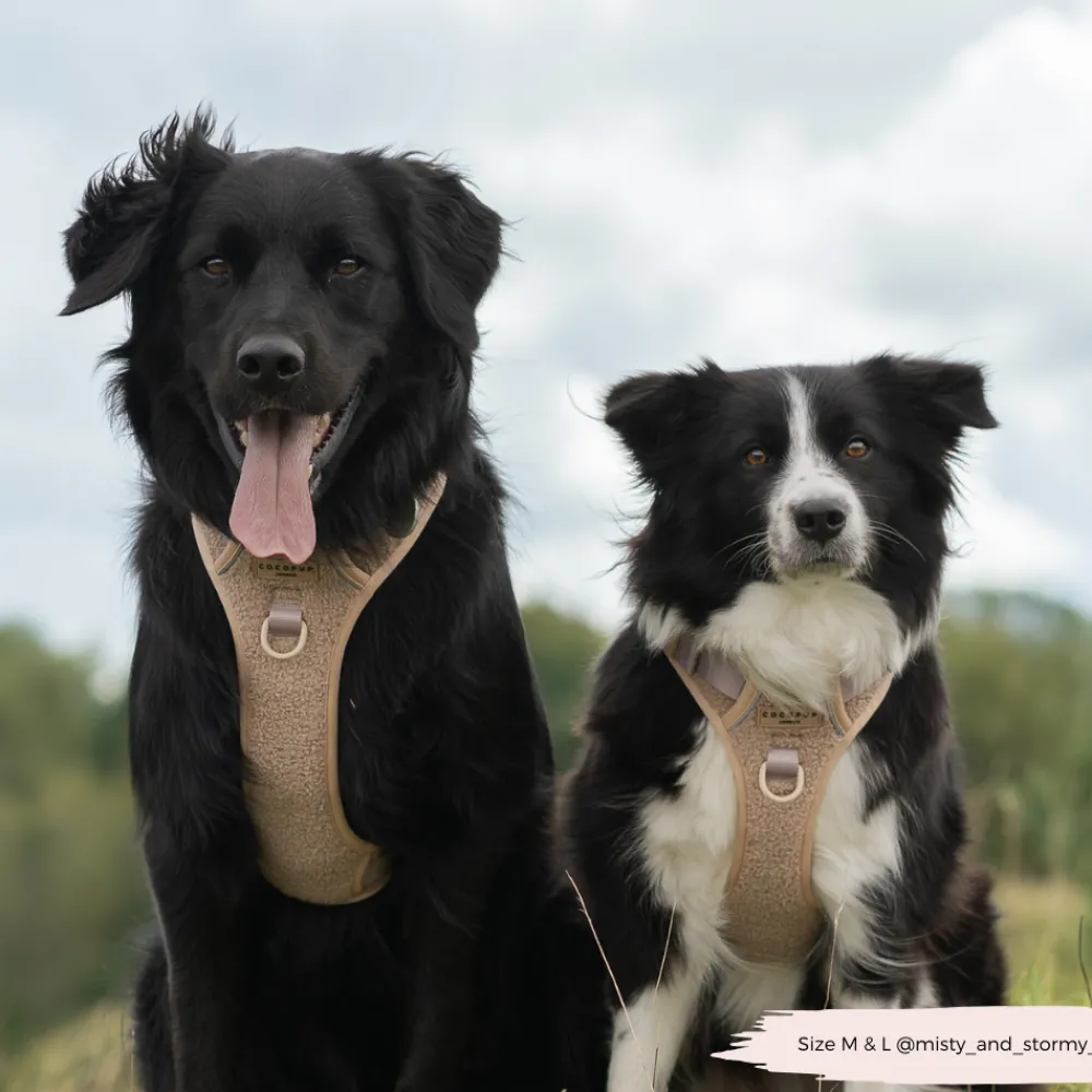 Cocopup Adjustable Neck Harnesses | Cocopup Explore Harnesses ⛰️-Explore Harness - Teddy Rupert