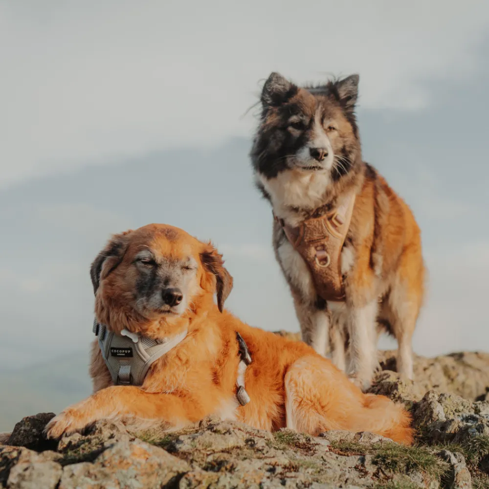 Cocopup Adjustable Neck Harnesses | Cocopup Explore Harnesses ⛰️-Explore Harness - Teddy Rupert