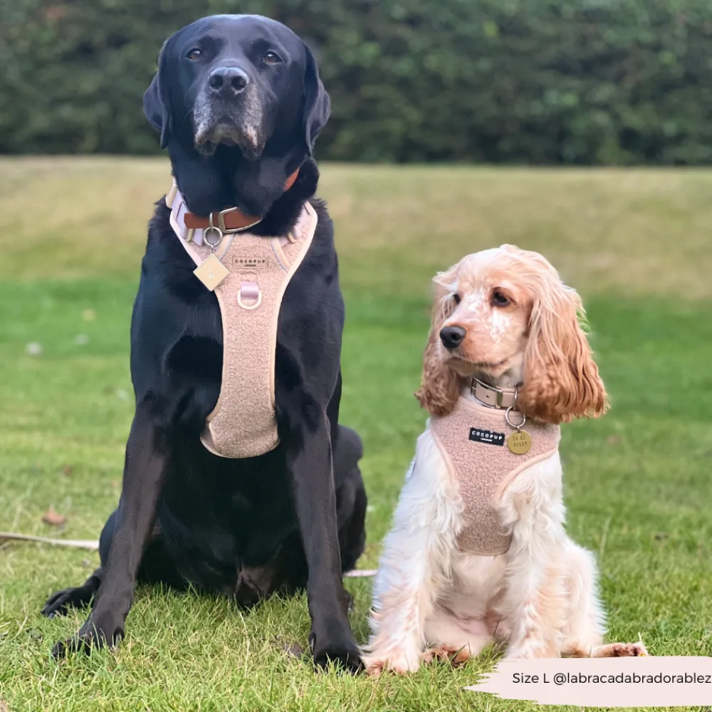 Cocopup Adjustable Neck Harnesses | Cocopup Explore Harnesses ⛰️-Explore Harness - Teddy Rupert