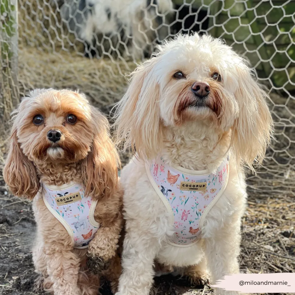 Cocopup Adjustable Neck Harnesses-Farmyard Friends Adjustable Neck HARNESS