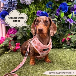 Cocopup Adjustable Harness Bundles-Groovy Florals Adjustable Neck Harness, Lead & Collar Bundle