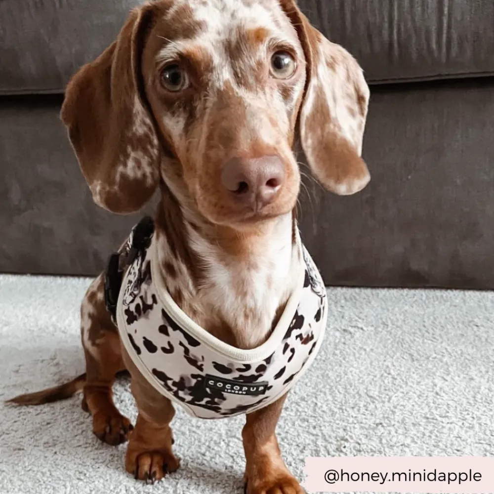 Cocopup Adjustable Neck Harnesses-Ivory Tort Adjustable Neck HARNESS