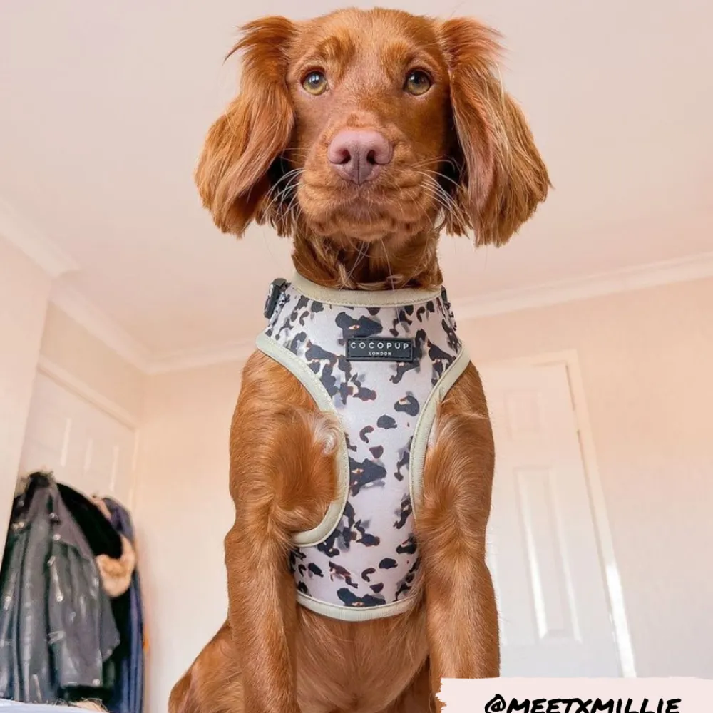 Cocopup Adjustable Harness Bundles-Ivory Tort Adjustable Neck Harness, Lead & Collar Bundle