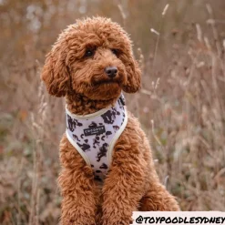 Cocopup Adjustable Harness Bundles-Ivory Tort Adjustable Neck Harness, Lead & Collar Bundle