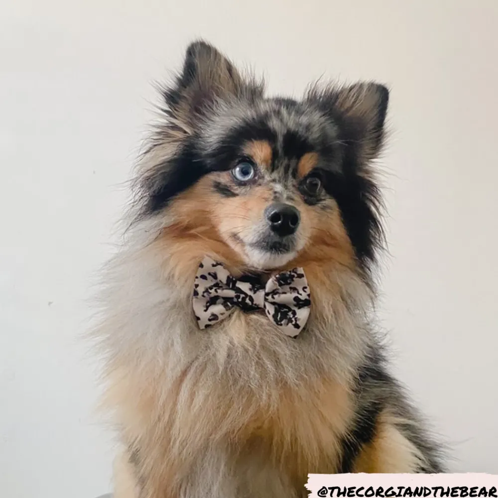 Cocopup Bow Ties-Ivory Tort Bow Tie