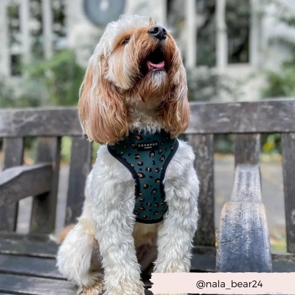 Cocopup Adjustable Harness Bundles-Khaki Leopard Adjustable Neck Harness, Lead & Collar Bundle