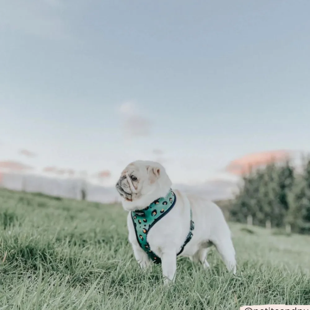 Cocopup Adjustable Harness Bundles-Khaki Leopard Adjustable Neck Harness, Lead & Collar Bundle