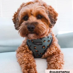 Cocopup Adjustable Harness Bundles-Khaki Leopard Adjustable Neck Harness, Lead & Collar Bundle