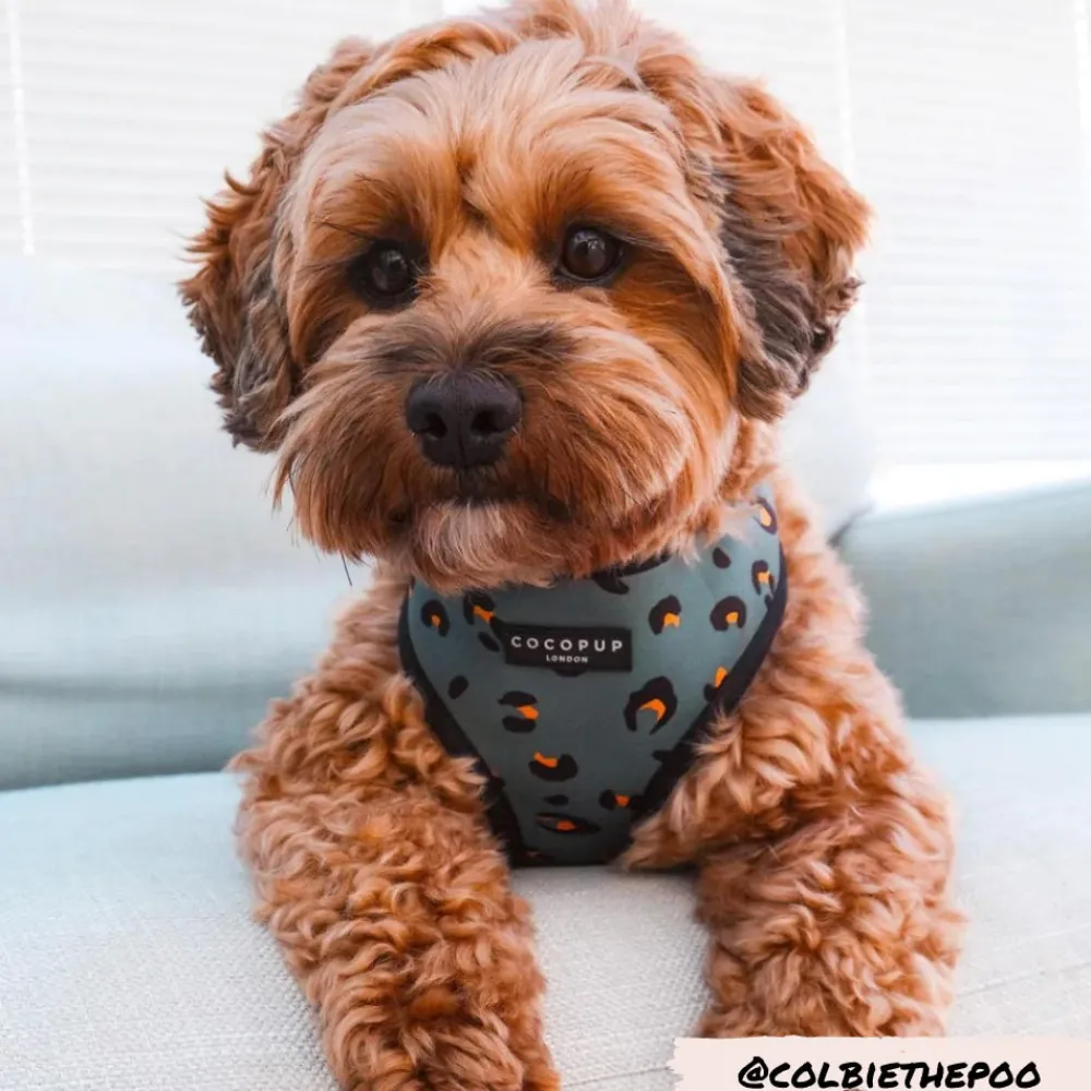 Cocopup Adjustable Harness Bundles-Khaki Leopard Adjustable Neck Harness, Lead & Collar Bundle