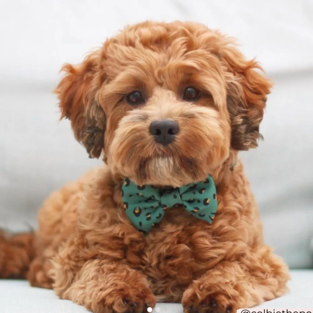 Cocopup Bow Ties | Bow Ties-Khaki Leopard Bow Tie