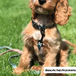Cocopup Leads | Puppy Leads & Collars-Khaki Leopard Lead - Puppy