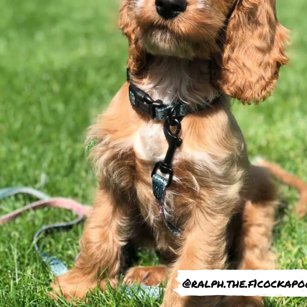 Cocopup Leads | Puppy Leads & Collars-Khaki Leopard Lead - Puppy
