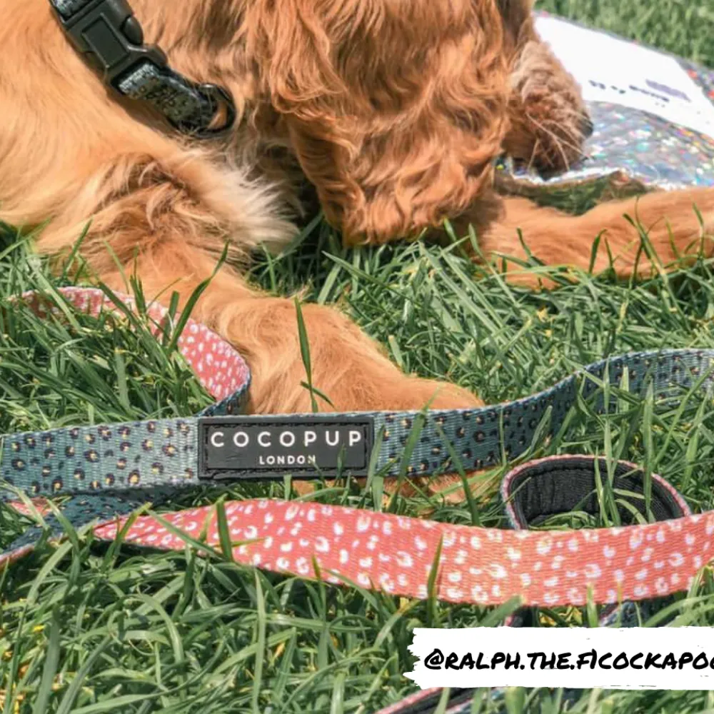 Cocopup Leads | Puppy Leads & Collars-Khaki Leopard Lead - Puppy