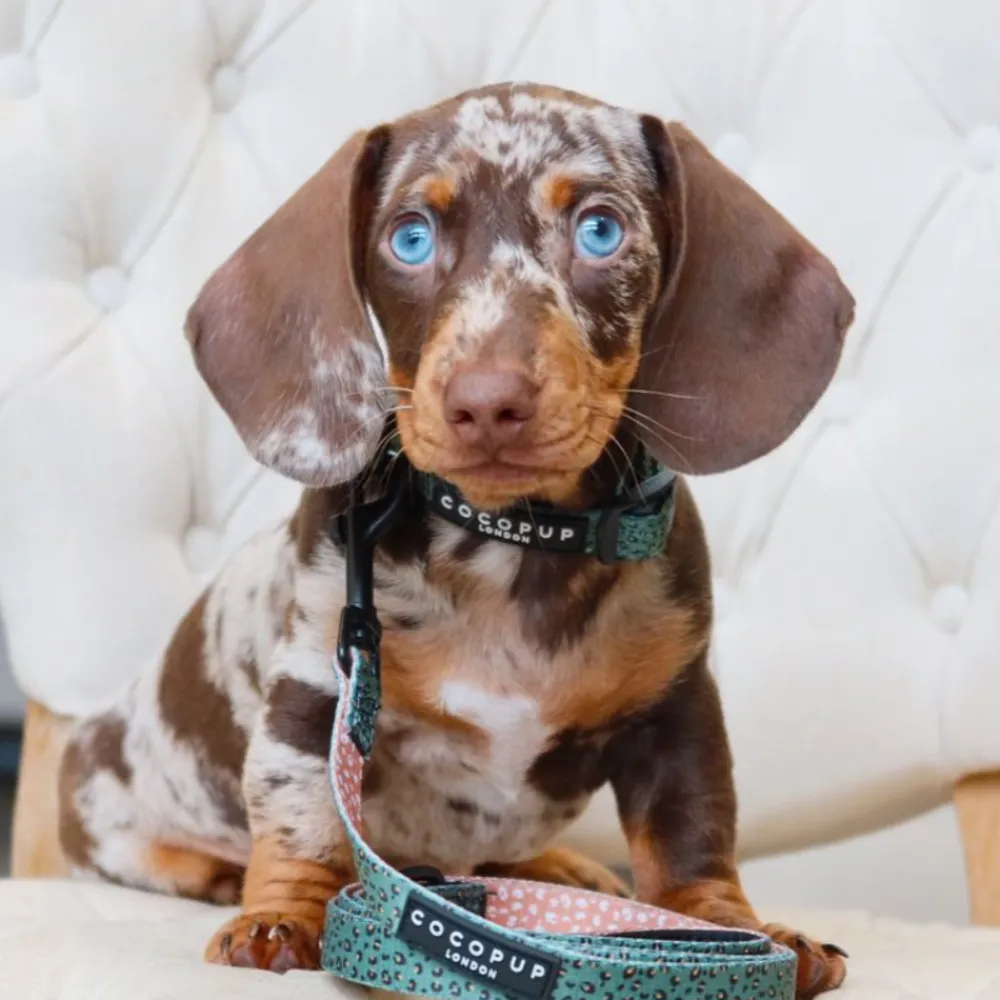 Cocopup Puppy Leads & Collars | Puppy Lead & Collar Sets-Khaki Leopard Puppy Lead & Collar Set