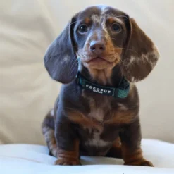 Cocopup Puppy Leads & Collars | Puppy Lead & Collar Sets-Khaki Leopard Puppy Lead & Collar Set