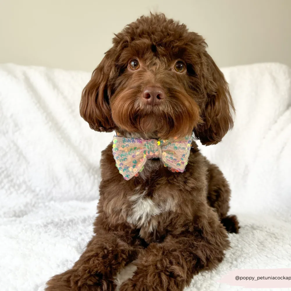 Cocopup Bow Ties-Limited Edition LUXE Party Rose Gold Sequin Bow Tie