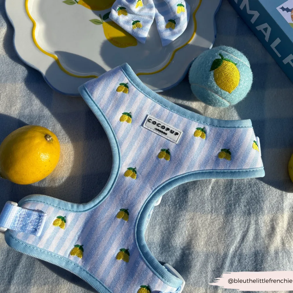 Cocopup Adjustable Neck Harnesses-Living La Vida Lemon Adjustable Neck HARNESS