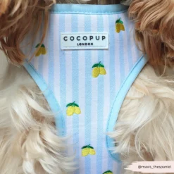 Cocopup Adjustable Harness Bundles-Living La Vida Lemon Adjustable Neck Harness, Lead & Collar Bundle
