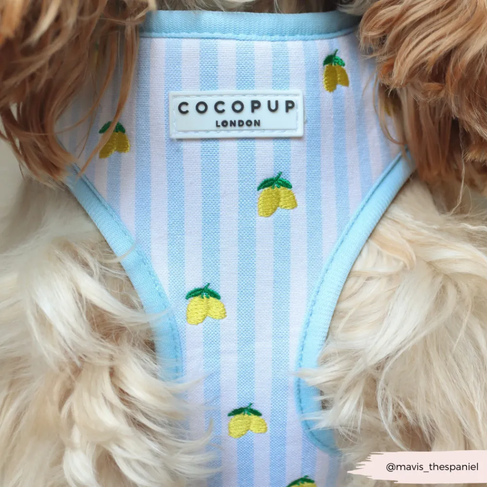 Cocopup Adjustable Neck Harnesses-Living La Vida Lemon Adjustable Neck HARNESS