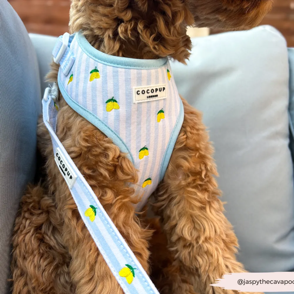 Cocopup Adjustable Neck Harnesses-Living La Vida Lemon Adjustable Neck HARNESS