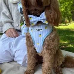 Cocopup Bow Ties-Living La Vida Lemon Bow Tie