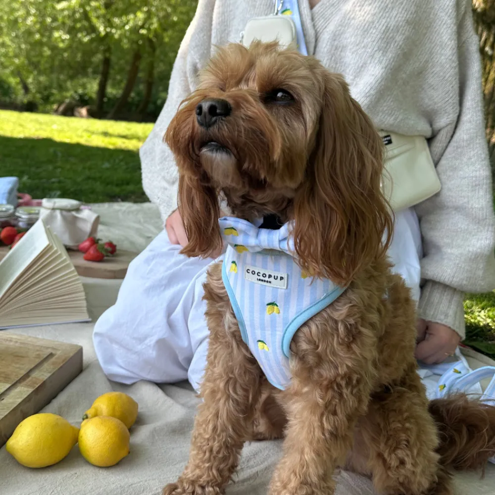 Cocopup Bow Ties-Living La Vida Lemon Bow Tie