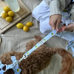 Cocopup Leads-Living La Vida Lemon Lead