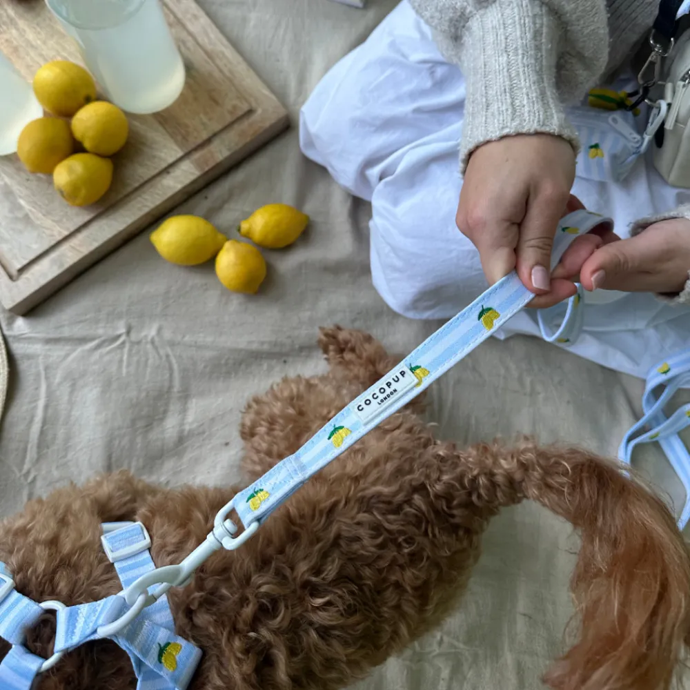 Cocopup Leads-Living La Vida Lemon Lead