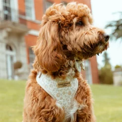 Cocopup Adjustable Neck Harnesses-Luxe Adjustable Neck HARNESS - Garden Meadow