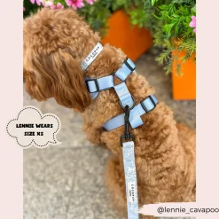 Cocopup Adjustable Harness Bundles-Luxe Baby Blue Flower Adjustable Neck Harness, Lead & Collar Bundle