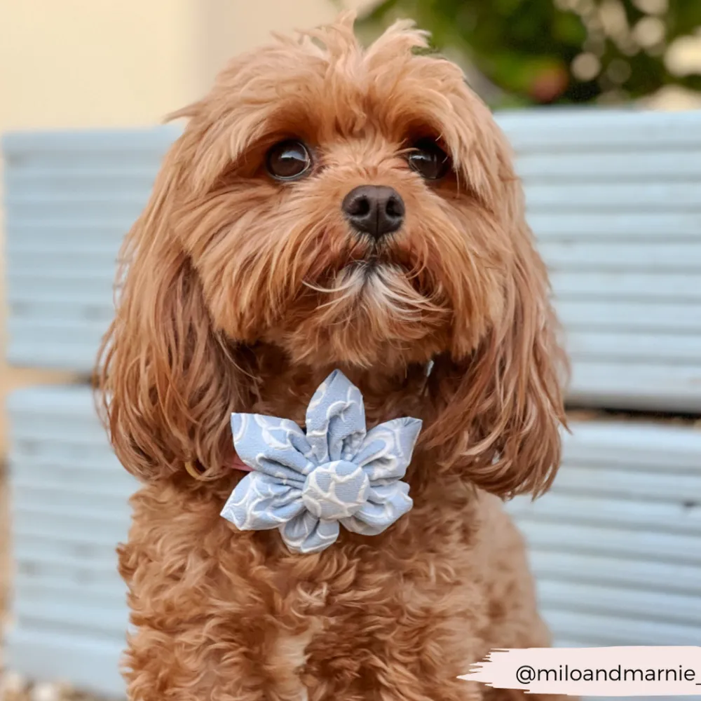 Cocopup Collar Flowers-LUXE Baby Blue Flower Collar Flower