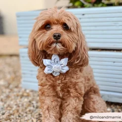 Cocopup Collar Flowers-LUXE Baby Blue Flower Collar Flower