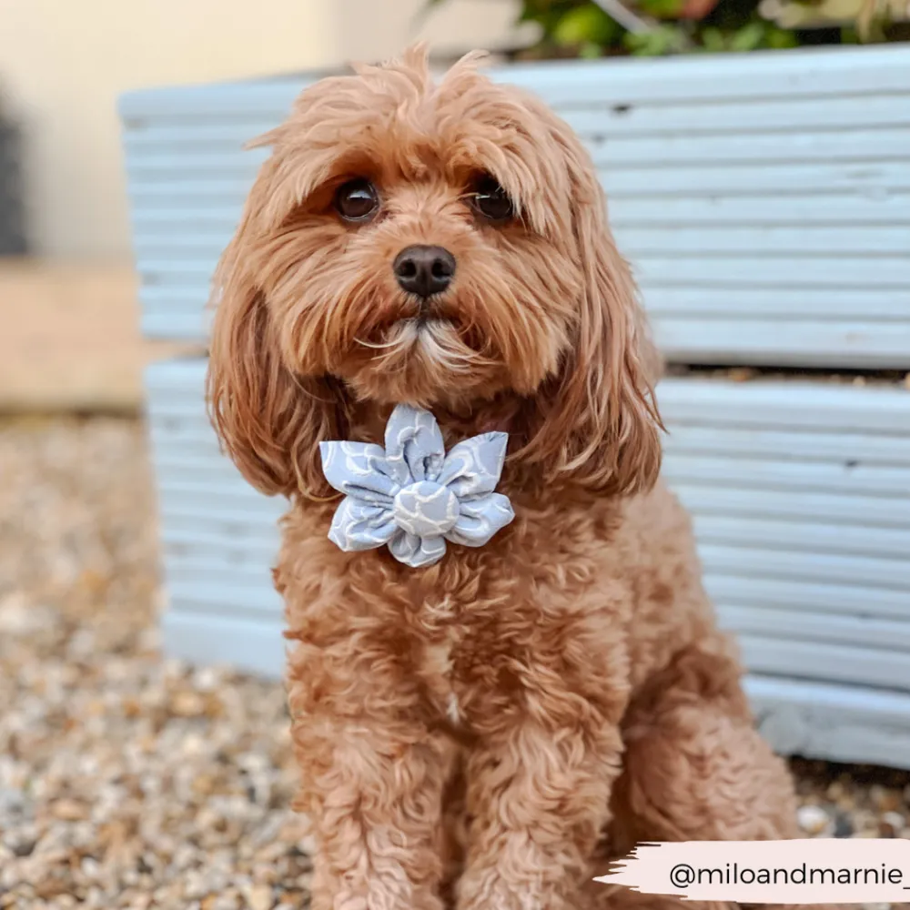 Cocopup Collar Flowers-LUXE Baby Blue Flower Collar Flower
