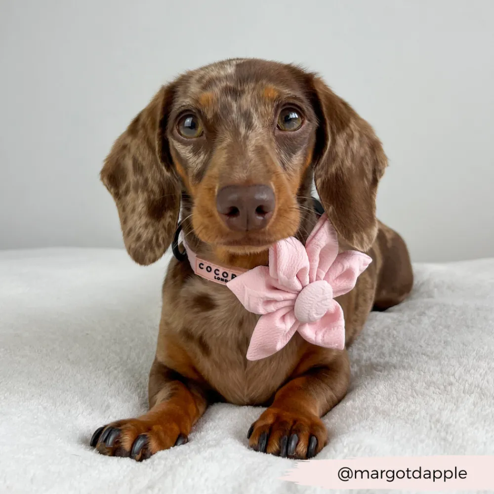 Cocopup Collar Flowers-LUXE Baby Pink Heart Collar Flower