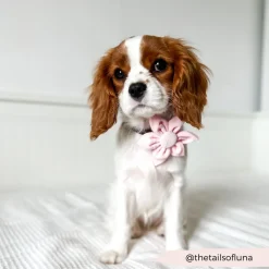 Cocopup Collar Flowers-LUXE Baby Pink Heart Collar Flower
